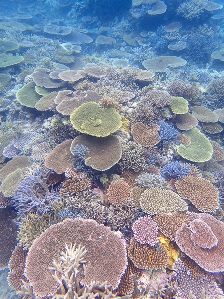 🏖️ 요네하라 해변 (米原ビーチ) 이미지 3